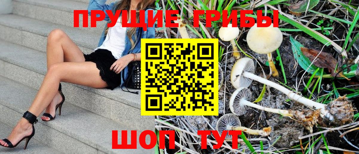Вольск  Псилоцибиновые грибы Psilocybe  Вход с VPN 